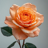 Gül Resimi V280320262123 N29