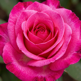 Gül Resimi V280320262125 N7