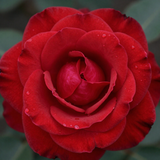 Gül Resimi V280320262125 N10