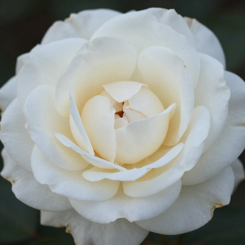 Gül Resimi V280320262125 N13.png