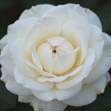 Gül Resimi V280320262125 N13