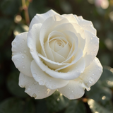 Gül Resimi V280320262125 N14