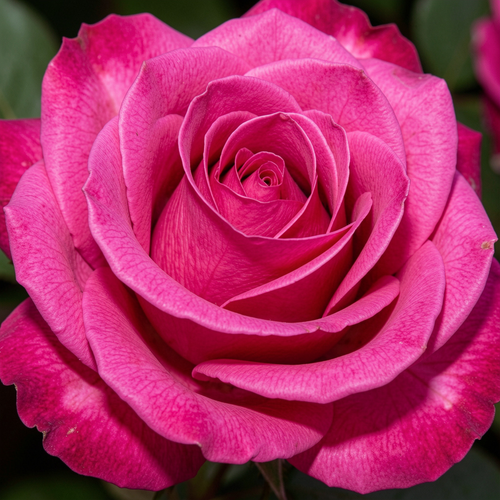 Gül Resimi V280320262125 N8.png