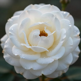 Gül Resimi V280320262125 N15