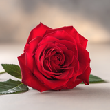 Gül Resimi V280320260903 N6