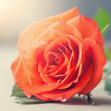 Gül Resimi V280320260903 N3