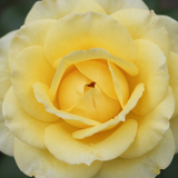 Gül Resimi V280320262125 N17