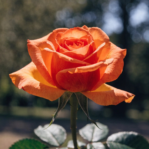 Gül Resimi V280320262122 N5.jpg