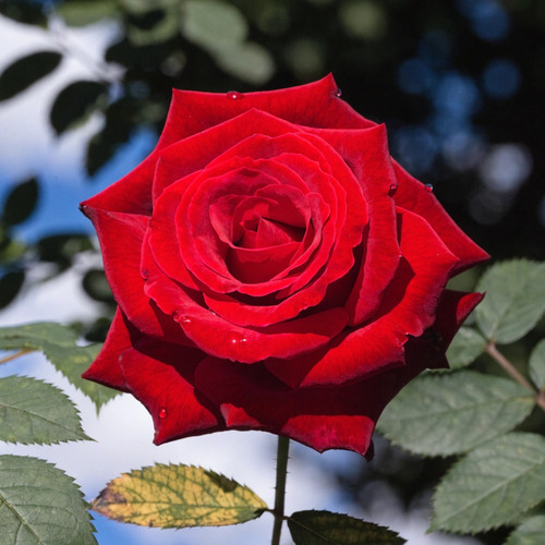 Gül Resimi V280320262122 N1.jpg