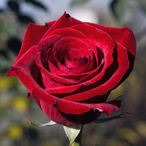 Gül Resimi V280320262122 N6.jpg