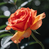 Gül Resimi V280320262122 N3