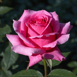 Gül Resimi V280320262122 N4