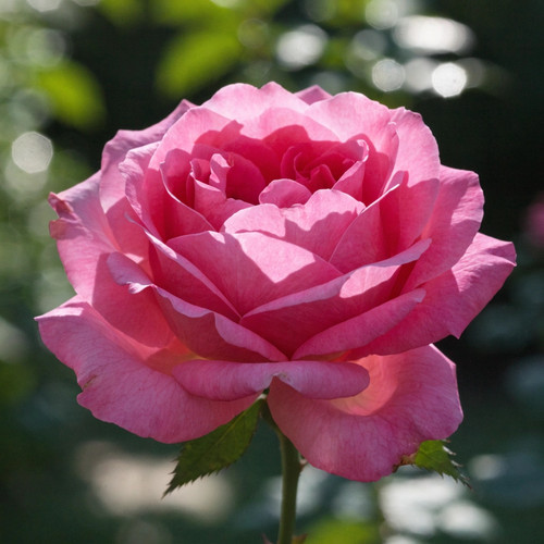 Gül Resimi V280320262122 N7.jpg