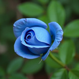 Gül Resimi V280320262128 N2