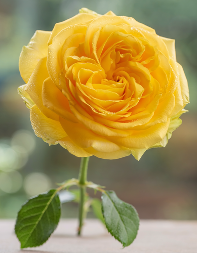 Gül Resimi V280320260903 N7.png