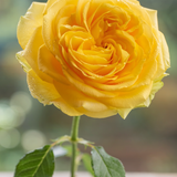 Gül Resimi V280320260903 N7