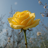 Gül Resimi V280320262127 N3