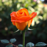 Gül Resimi V280320262128 N4