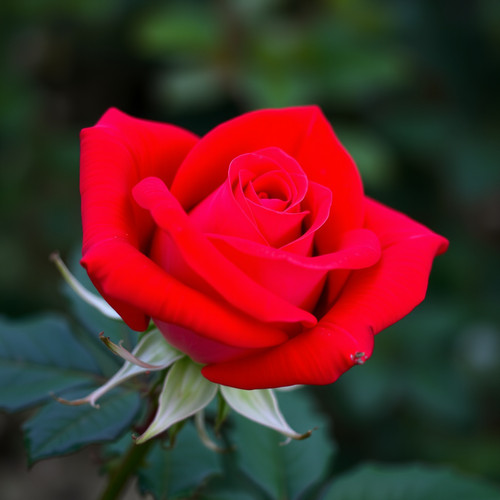 Gül Resimi V280320262128 N16.jpg