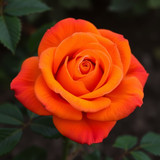 Gül Resimi V280320262128 N5