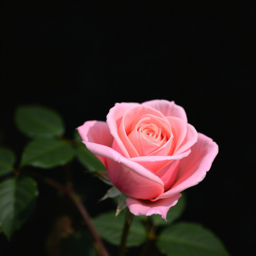 Gül Resimi V280320262128 N10.jpg