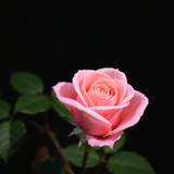 Gül Resimi V280320262128 N10