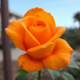 Gül Resimi V280320262128 N8