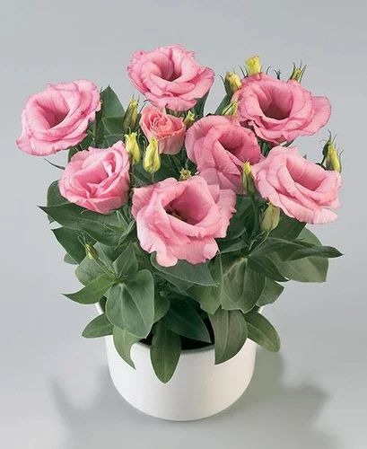 lisianthus f1 rosie pink 500x500.jpg