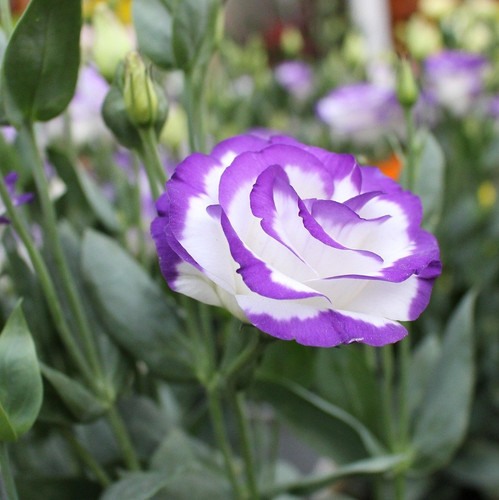 lisianthus 4967633 1920.jpg