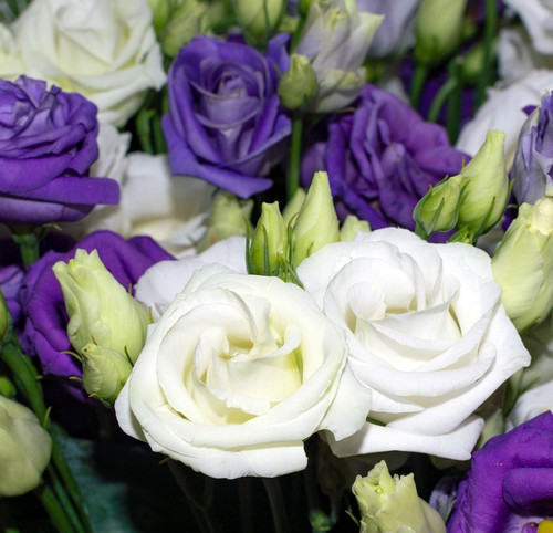 lisianthus 5733079 1920.jpg