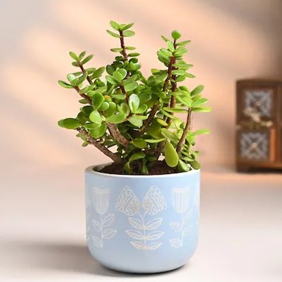 floweraura air purifying live in.jpg