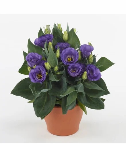 lisianthus eustoma juliettaf1blu.jpg