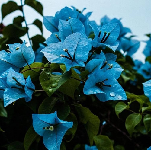 61TKW6idyTL. AC UF1000,1000 QL80.jpg