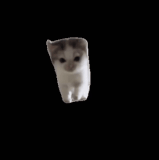 mmexport1772306324423.gif