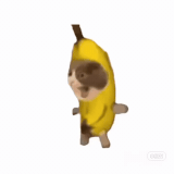 mmexport1772306221352.gif
