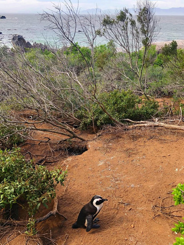 608727495 17856054192594390 3458654755473349335 n.jpg