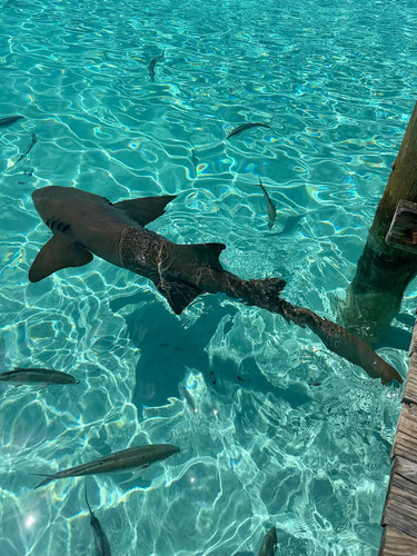 640406153 17865193779594390 1542140738900245671 n.jpg