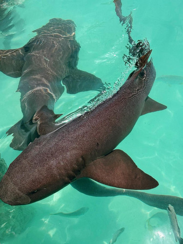 642082438 17865193836594390 5748381746226481435 n.jpg