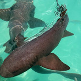 642082438 17865193836594390 5748381746226481435 n