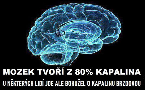 Mozek.jpg