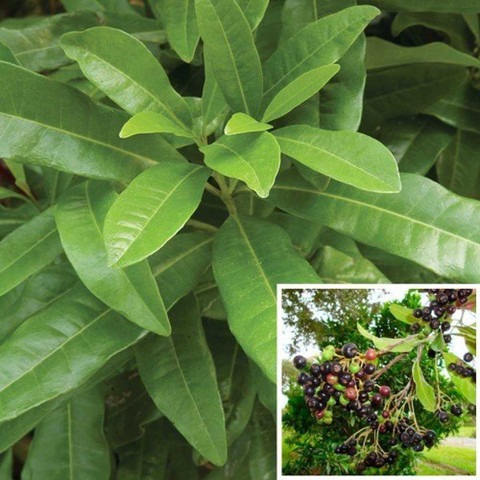 yes perennial yes all spice plan.jpg