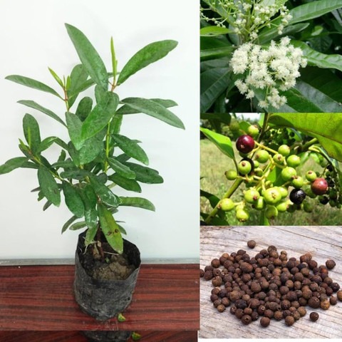 yes perennial yes myrtle pepper.jpg