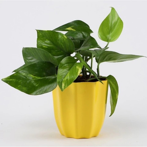 home decore money plant live 003.jpg