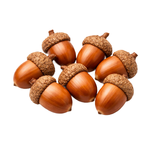 acorn.png