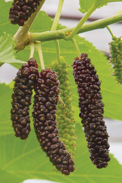 black long mulberry shahtoot tas.jpg