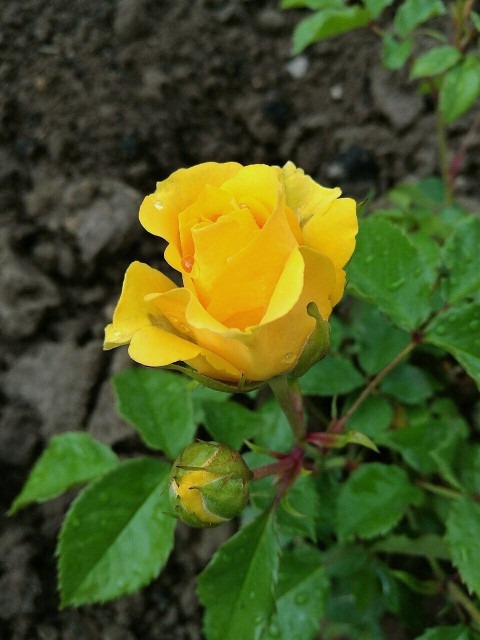 perennial yes yes hybrid all sea.jpg