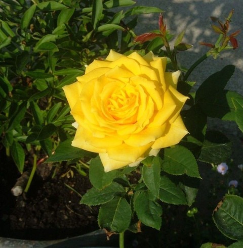 yellow rose desi gulab ornamenta.jpg