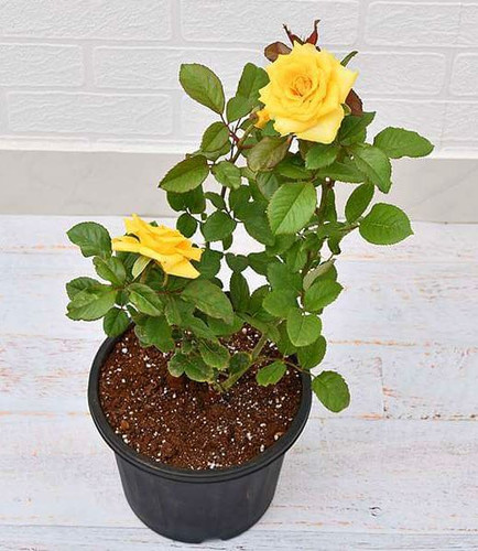 742c8dca 8f01 428d 9592 1364a63afd0f.jpg