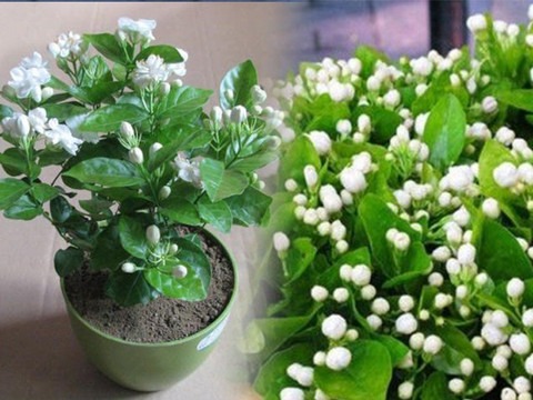 perennial no yes arabian jasmine.jpg