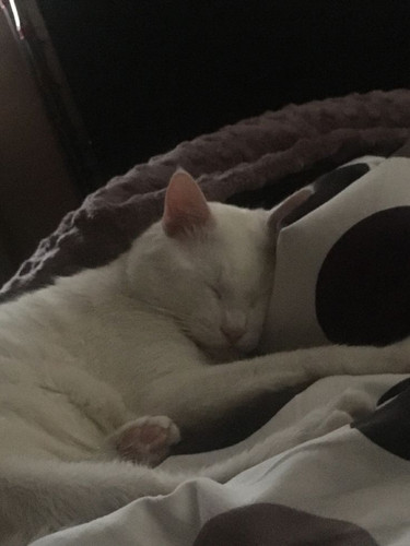 Cute white cat sleeping.jpg